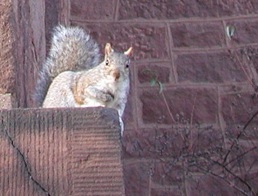 Hey you - a squirrel poses near brownstone.