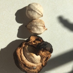 Shagbark hickory nuts, picked and in in the husk (shown at bottom).