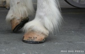 Hoof neatly shod. © Moo Dog Press