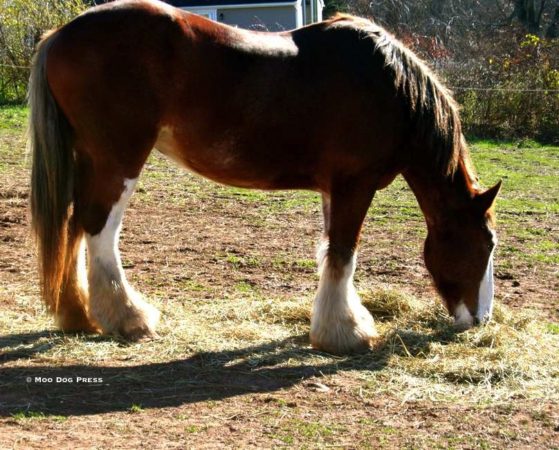 A draft horse eating hay.