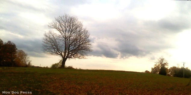 Lone tree.