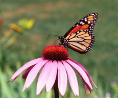 Monarch on purple cone flower. Photo: Steven Katovich, USDA Forest Service. Linked to more information at UConn Extension Bug Week.