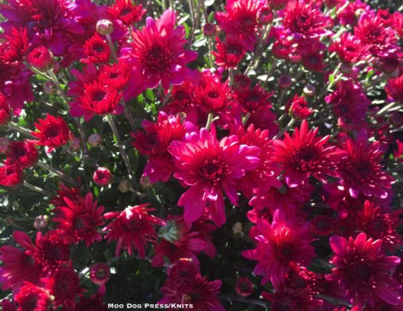 The light of October on beautiful mums. TW/MDP