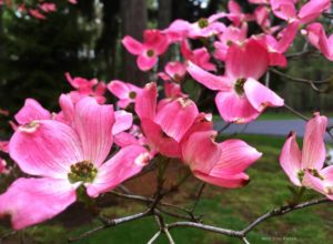 A spray of pink dogwood lights up the landscape. TW/MDP.