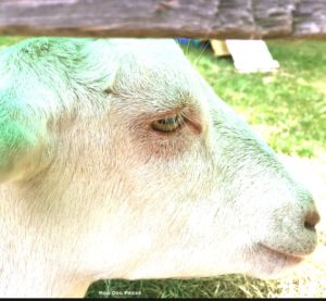 A small white goat in profile with extra-long fringes of eyelashes. TW/MDP