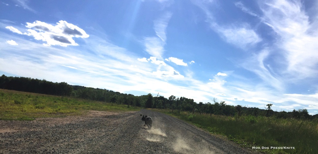 Boston terrier in full pursuit of her happiness - a ball - under a big sky. TW/MDP