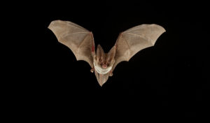 Big-eared bat. The Nature Conservancy is another great resource for  species and habitat information and how to help bats. TNC image, linked to the official page.