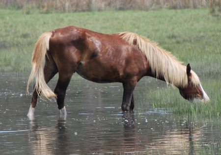 This is Riptide. For details about the herd, his image is linked to the site which lists ponies by names, along with tidbits about their lives.