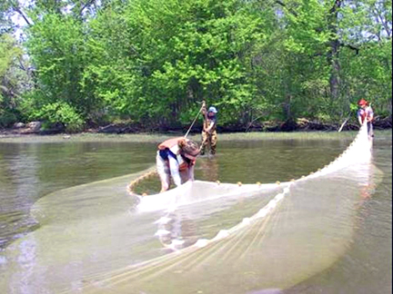 Shad in the Connecticut River - learn more about what lives and calls rivers and land home. Take a walk. Be part of a BioBlitz. Have a shad dinner. Photo linked to more about this migrating fish on the ct.gov site.