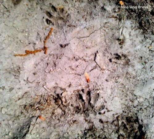 Soft mud captured the imprints of recent visitors.
