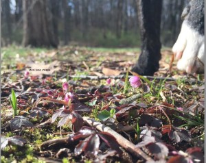 Small, easily overlooked, a spring wildflower and a paw for scale. CB/MDP