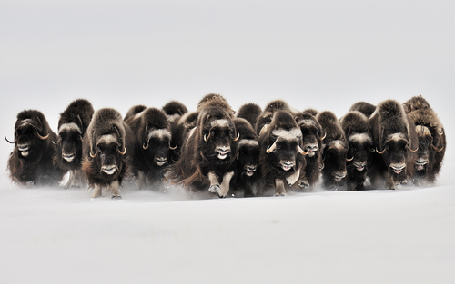 Musk ox herd in snow.