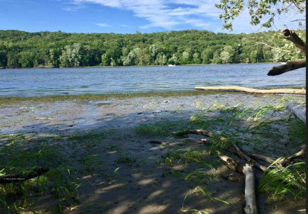 Connecticut River, summer. © Moo Dog Press