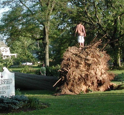 A mighty oak was toppled by a tornado 2009 in Wethersfield.