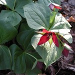 Trillium. © Moo DOg Press