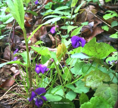 Deep purple violets grow in Giuffrida Park on woodland paths. CB/MDP