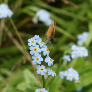 Tiny butterfly on a forget me not spray. Photo by Chris Brunson