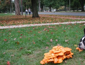 Orange mushrooms in October with walkers and Boston terrier. Chris Brunson photo.